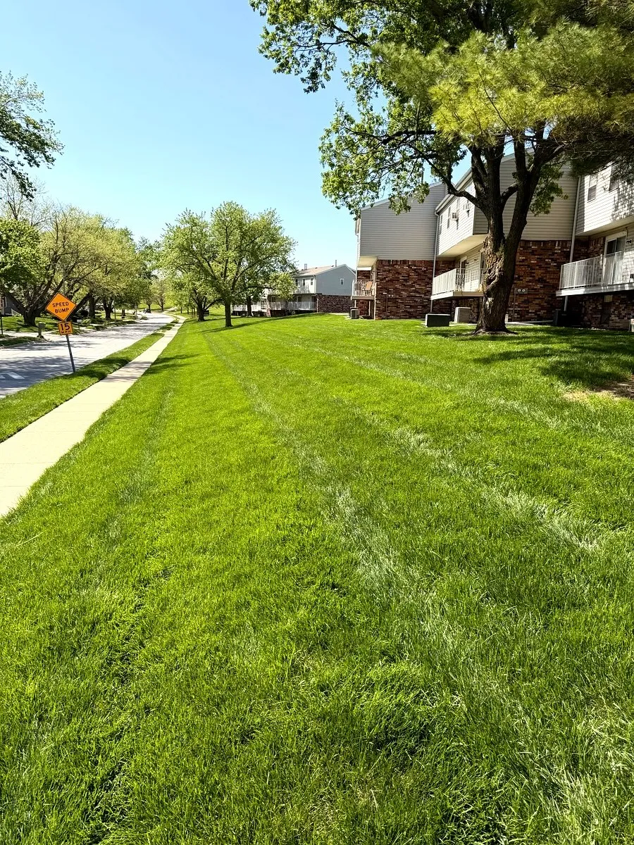 Freshly mowed striped backyard lawn