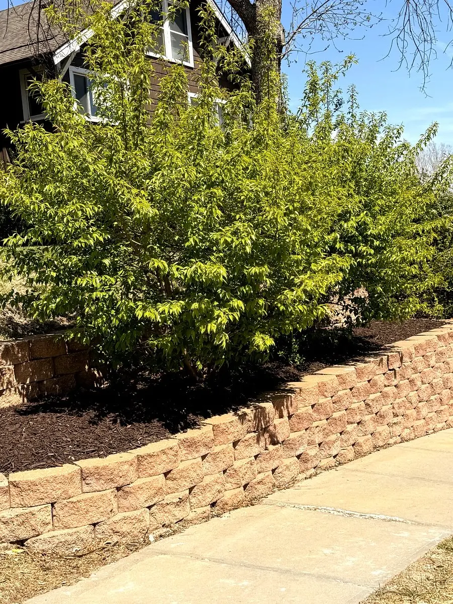 Fresh mulch bed with retaining wall